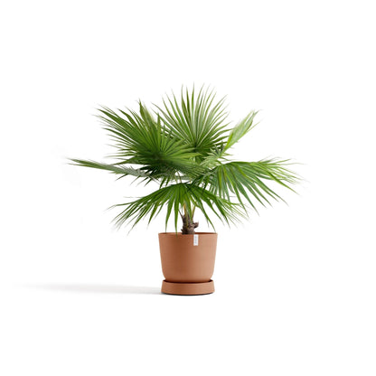 Kukkaruukku - Ecopots - Aluslautanen Oslo pyörillä 55cm terracotta - Ecopots - Uuden aikakauden kukkaruukku kierrätysmateriaalista