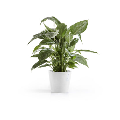 Kukkaruukku - Ecopots - Amsterdam 20cm valkoinen - Ecopotskauppa - Uuden aikakauden kukkaruukku