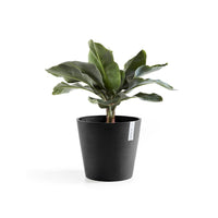 Lillepott Amsterdam 25cm tumehall