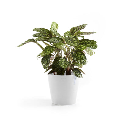 Kukkaruukku - Ecopots - Amsterdam 25cm valkoinen - Ecopotskauppa - Uuden aikakauden kukkaruukku