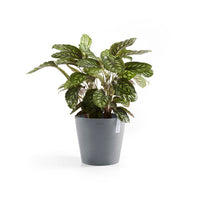 Lillepott Amsterdam 30cm sinihall