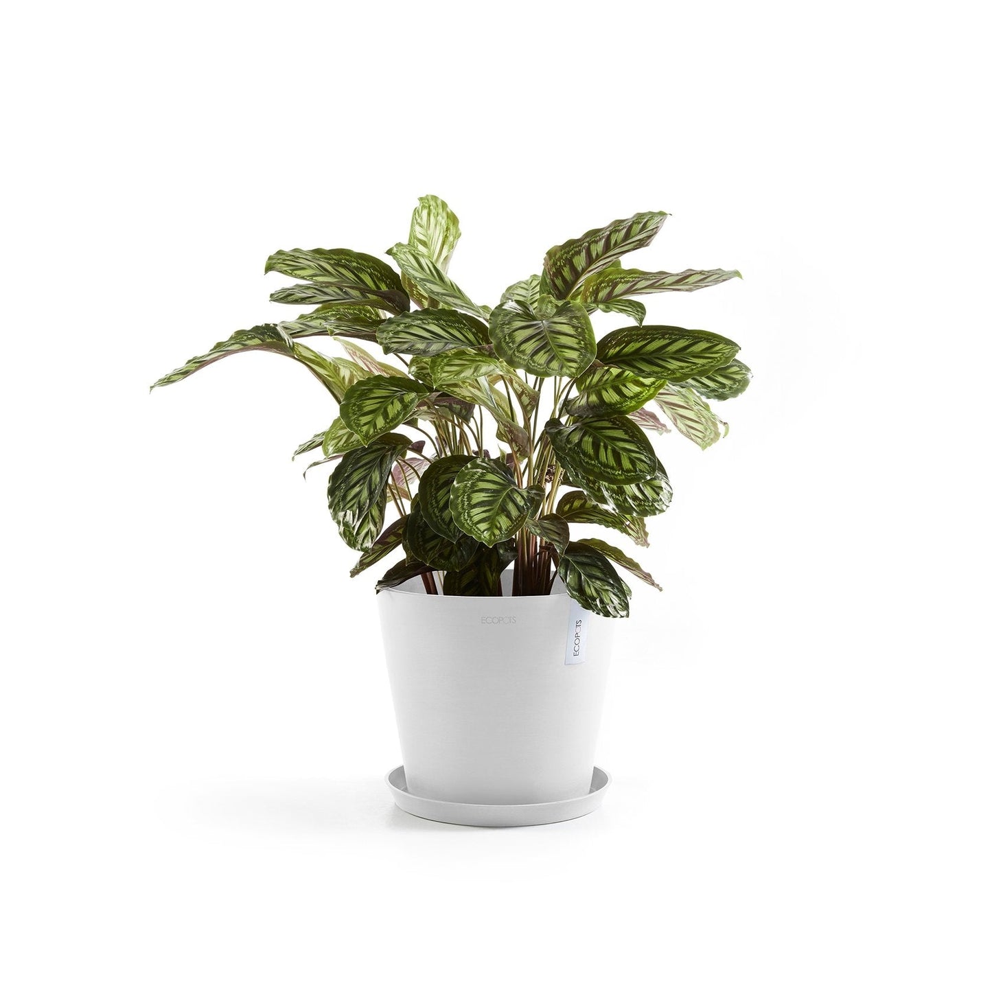 Kukkaruukku - Ecopots - Amsterdam 30cm valkoinen - Ecopotskauppa - Uuden aikakauden kukkaruukku