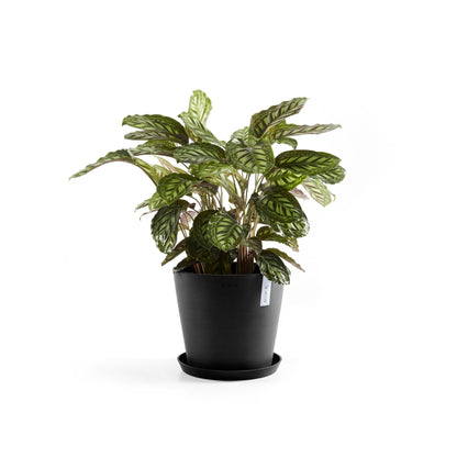Kukkaruukku - Ecopots - Amsterdam 40cm tummanharmaa - Ecopotskauppa - Uuden aikakauden kukkaruukku