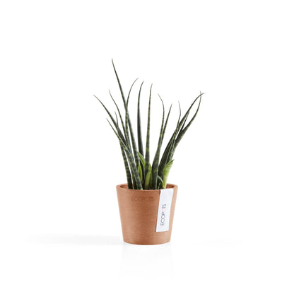 Kukkaruukku - Ecopots - Amsterdam 8cm terracotta - Ecopotskauppa - Uuden aikakauden kukkaruukku