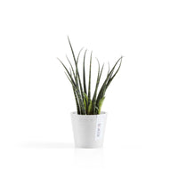 Lillepott Amsterdam 8cm valge