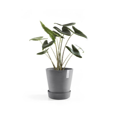 Kukkaruukku - Ecopots - Amsterdam aluslautanen pyörillä 40cm harmaa - Ecopotskauppa - Uuden aikakauden kukkaruukku