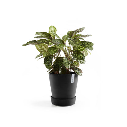 Kukkaruukku - Ecopots - Amsterdam aluslautanen pyörillä 40cm tummanharmaa - Ecopotskauppa - Uuden aikakauden kukkaruukku