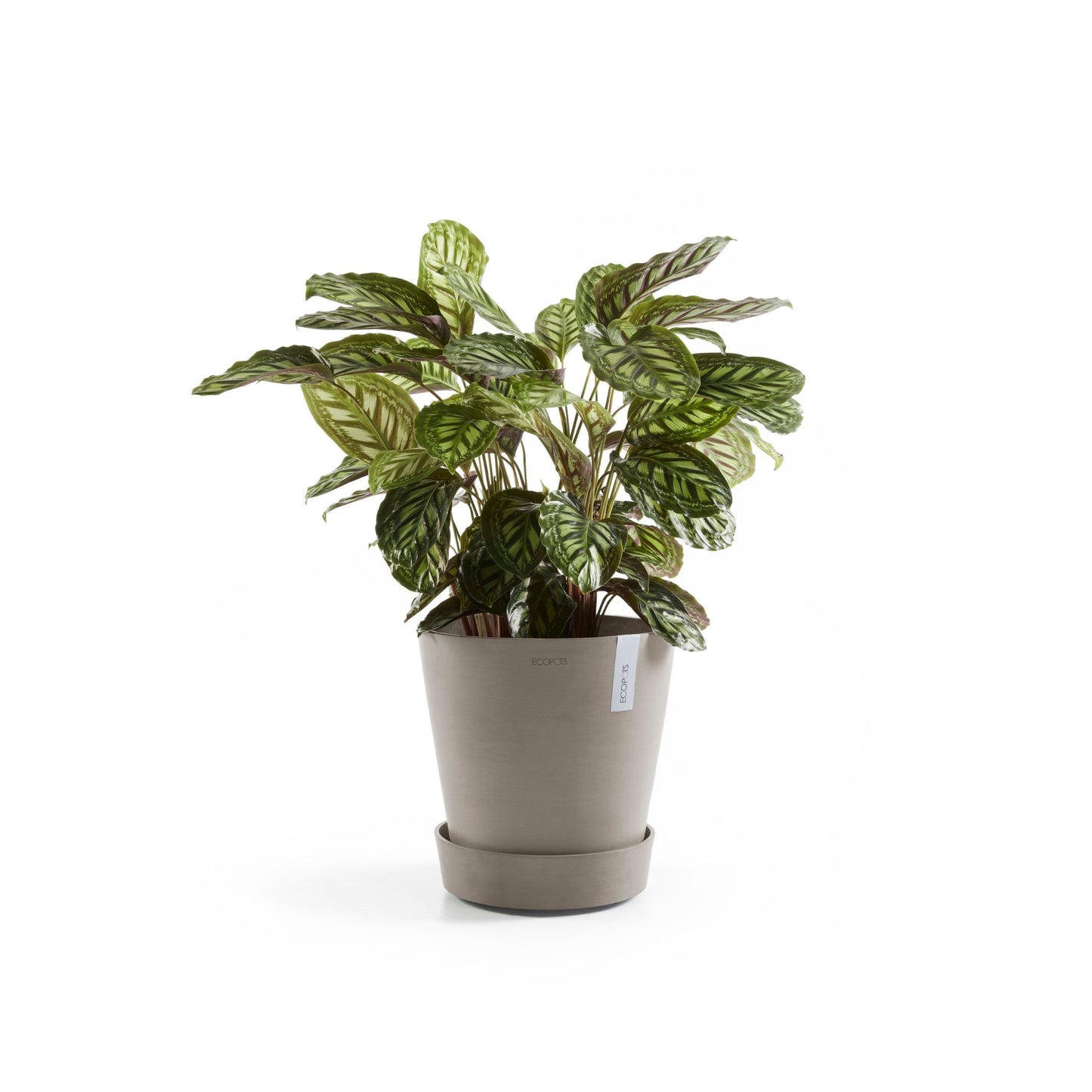 Kukkaruukku - Ecopots - Amsterdam aluslautanen pyörillä 50cm taupe - Ecopotskauppa - Uuden aikakauden kukkaruukku