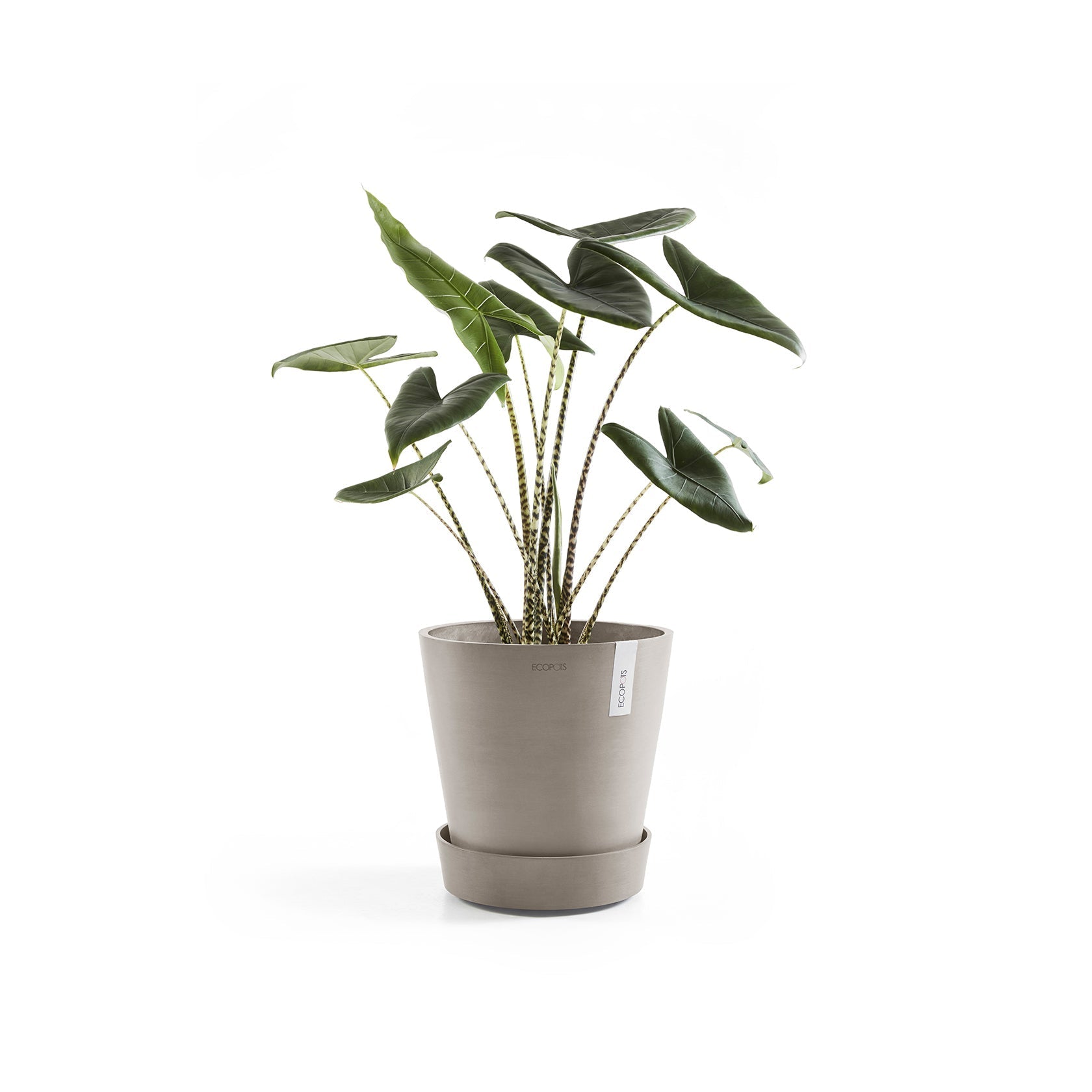 Kukkaruukku - Ecopots - Amsterdam aluslautanen pyörillä 60cm taupe - Ecopotskauppa - Uuden aikakauden kukkaruukku