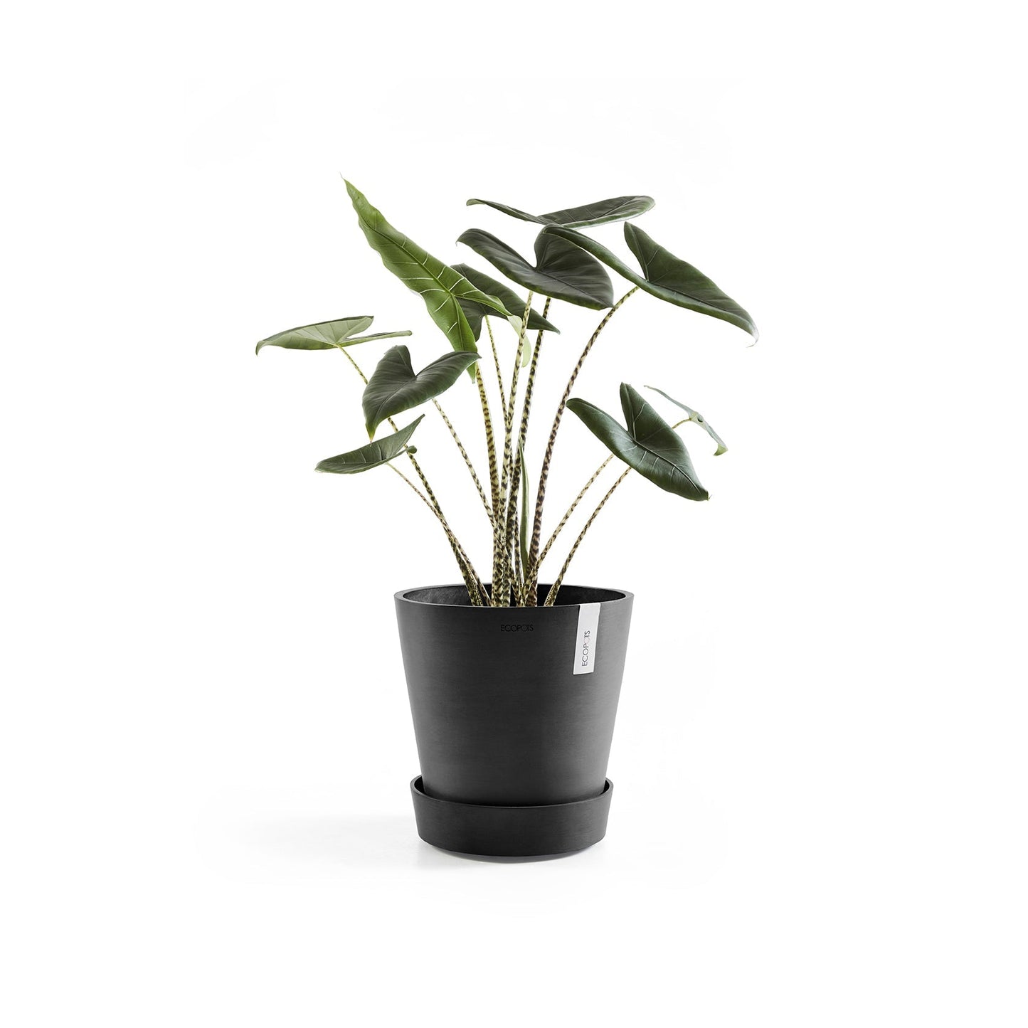 Kukkaruukku - Ecopots - Amsterdam aluslautanen pyörillä 60cm tummanharmaa - Ecopotskauppa - Uuden aikakauden kukkaruukku