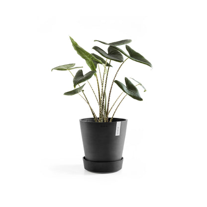 Kukkaruukku - Ecopots - Amsterdam aluslautanen pyörillä 60cm tummanharmaa - Ecopotskauppa - Uuden aikakauden kukkaruukku
