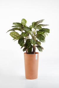 Lillepott Amsterdam keskmise kõrgusega 66cm terrakota