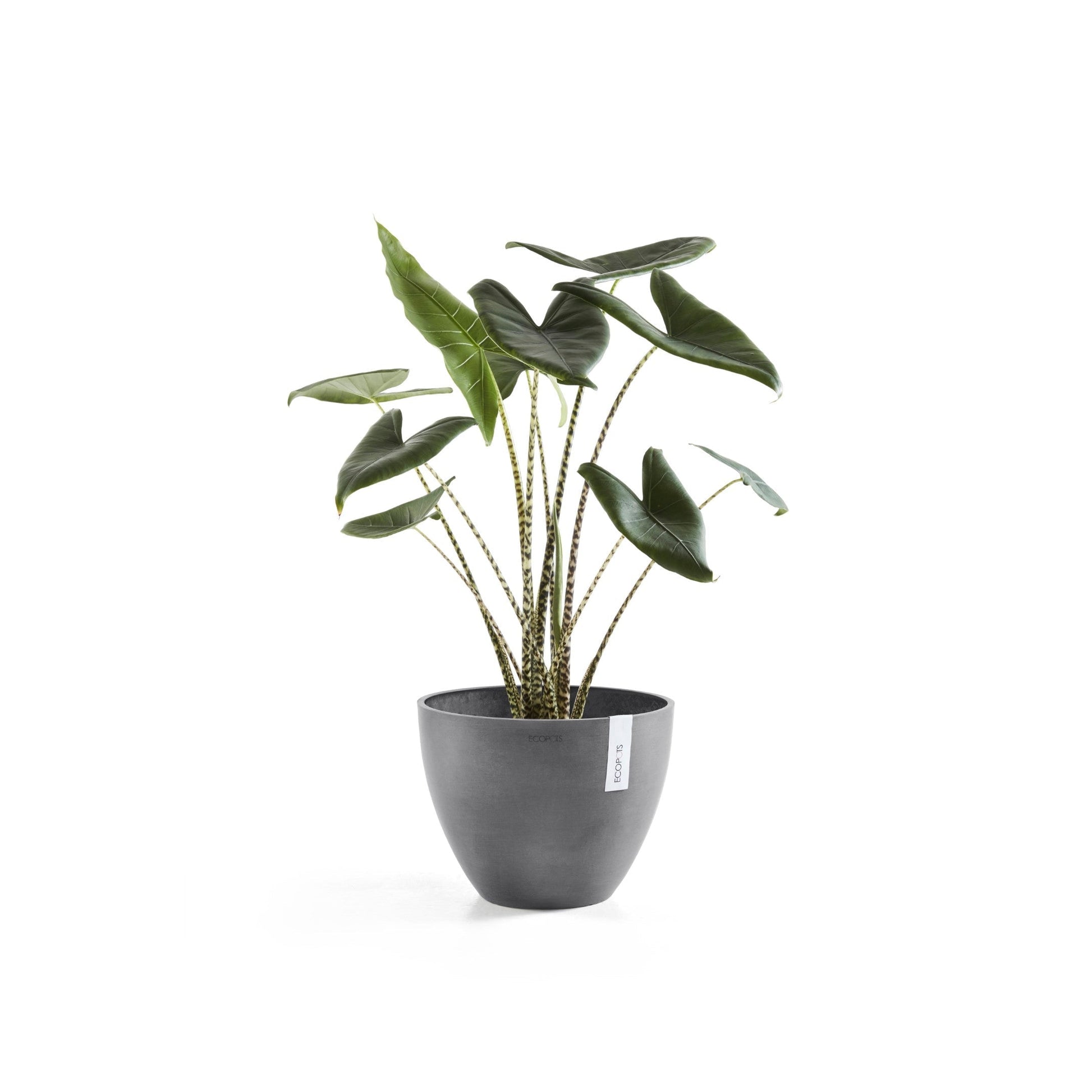 Kukkaruukku - Ecopots - Antwerpen 30cm harmaa - Ecopotskauppa - Uuden aikakauden kukkaruukku