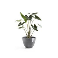 Lillepott Antwerpen 30cm hall