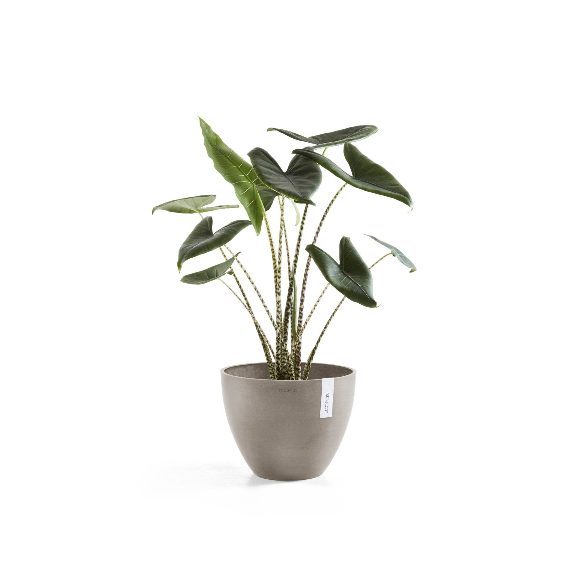 Kukkaruukku - Ecopots - Antwerpen 30cm taupe - Ecopotskauppa - Uuden aikakauden kukkaruukku