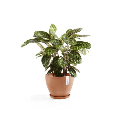 Kukkaruukku - Ecopots - Antwerpen 30cm terracotta - Ecopotskauppa - Uuden aikakauden kukkaruukku