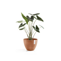 Lillepott Antwerpen 30cm terrakota