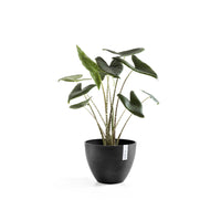 Lillepott Antwerpen 30cm tumehall