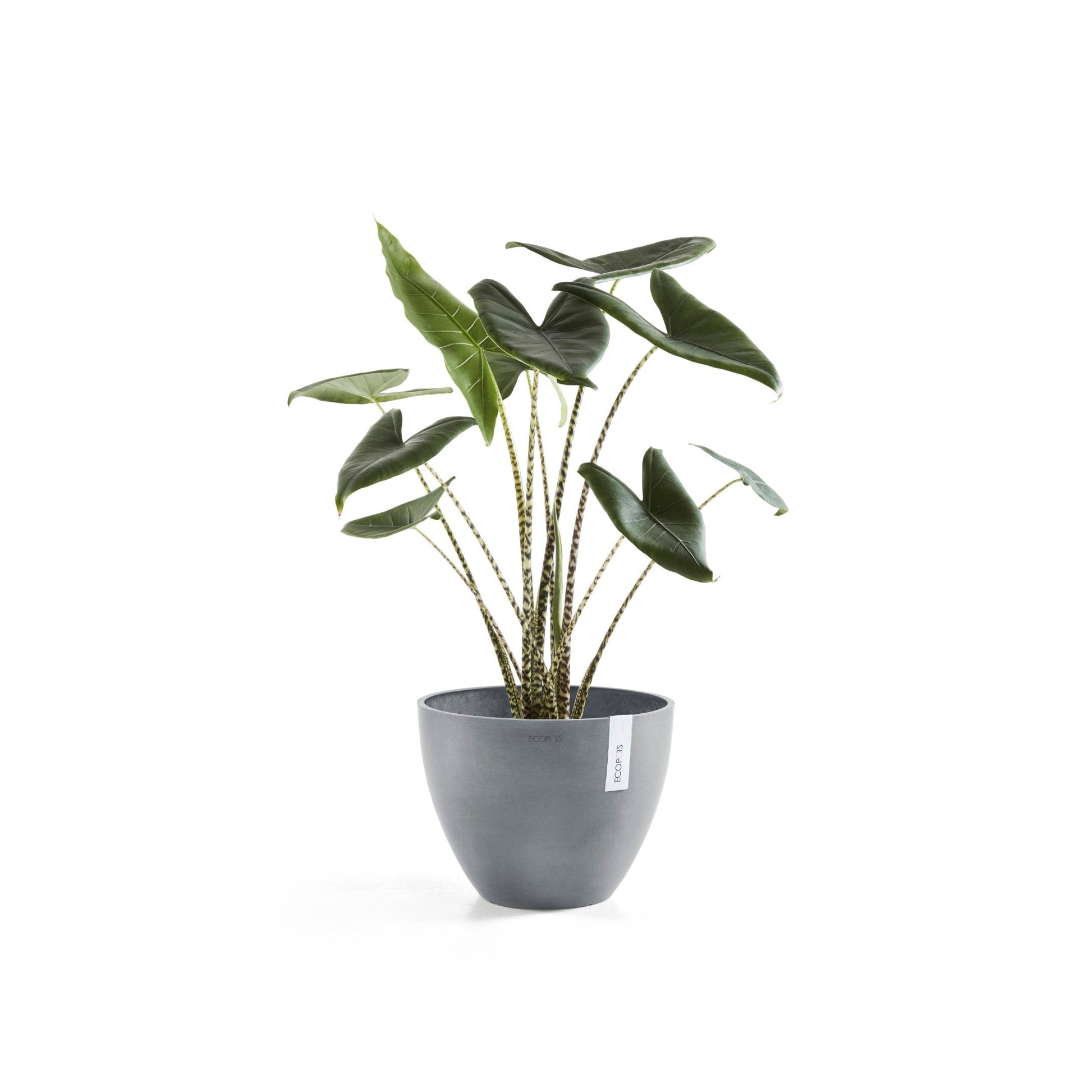 Kukkaruukku - Ecopots - Antwerpen 30cm valkoharmaa - Ecopotskauppa - Uuden aikakauden kukkaruukku