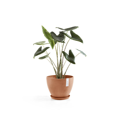 Kukkaruukku - Ecopots - Antwerpen 40cm terracotta - Ecopotskauppa - Uuden aikakauden kukkaruukku