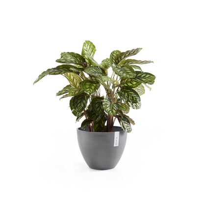 Kukkaruukku - Ecopots - Antwerpen 50cm harmaa - Ecopotskauppa - Uuden aikakauden kukkaruukku