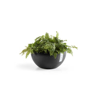 Lillepott Brysseli 35cm tumehall