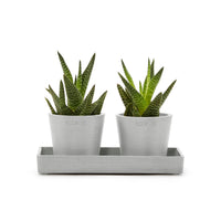 Lillepottide väljapanekualus 20cm valgehall