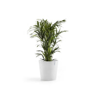 Kukkaruukku Amsterdam 50cm valkoinen