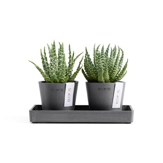 Kukkaruukku - Ecopots - Kukkaruukku Amsterdam 8cm 2kpl & esillepanotarjotin 20cm harmaa - Ecopots - Uuden aikakauden kukkaruukku kierrätysmateriaalista