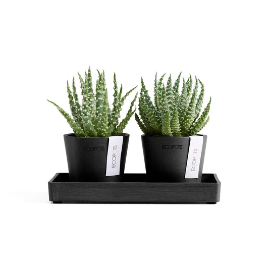 Kukkaruukku - Ecopots - Kukkaruukku Amsterdam 8cm 2kpl & esillepanotarjotin 20cm tummanharmaa - Ecopots - Uuden aikakauden kukkaruukku kierrätysmateriaalista