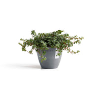 Lillepott Antwerpen 11cm sinihall