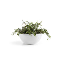 Lillepott Brysseli 25cm valge
