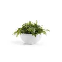 Lillepott Brysseli 35cm valge