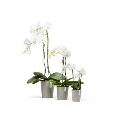 Kukkaruukku - Ecopots - Kukkaruukku Morinda 14cm taupe - Ecopots - Uuden aikakauden kukkaruukku kierrätysmateriaalista