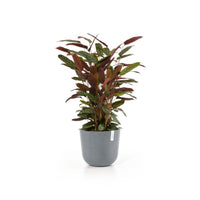 Lillepott Oslo 35cm sinihall
