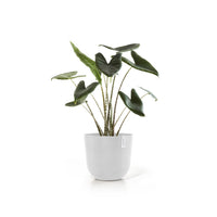 Lillepott Oslo 45cm valge