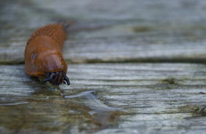 Snail tape copper 5m