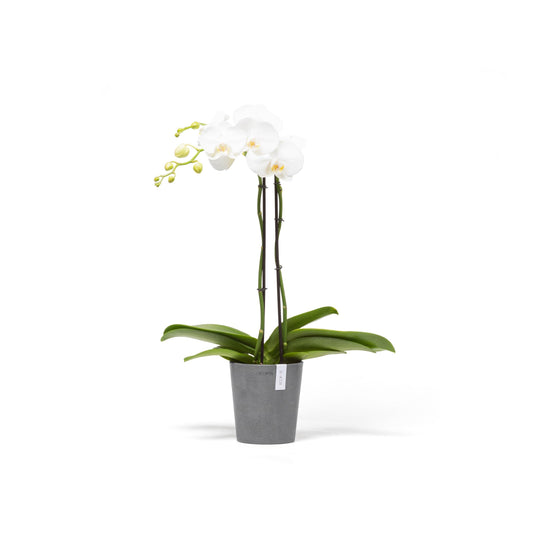 Kukkaruukku - Ecopots - Morinda 14cm harmaa - Ecopotskauppa - Uuden aikakauden kukkaruukku