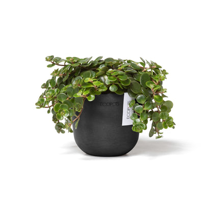 Kukkaruukku - Ecopots - Oslo 11,5cm tummanharmaa - Ecopotskauppa - Uuden aikakauden kukkaruukku