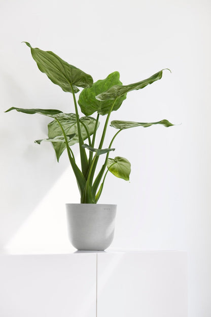 Kukkaruukku - Ecopots - Oslo 16cm valkoharmaa - Ecopotskauppa - Uuden aikakauden kukkaruukku