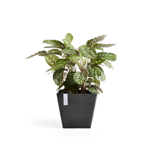 Kukkaruukku - Ecopots - Rotterdam 40cm tummanharmaa - Ecopotskauppa - Uuden aikakauden kukkaruukku