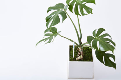 Kukkaruukku - Ecopots - Ruukun kosteustason mittaaja 12cm - Ecopotskauppa - Uuden aikakauden kukkaruukku