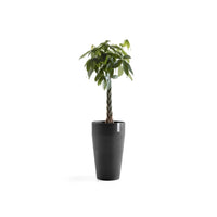 Lillepott Sankara kõrge 75cm tumehall