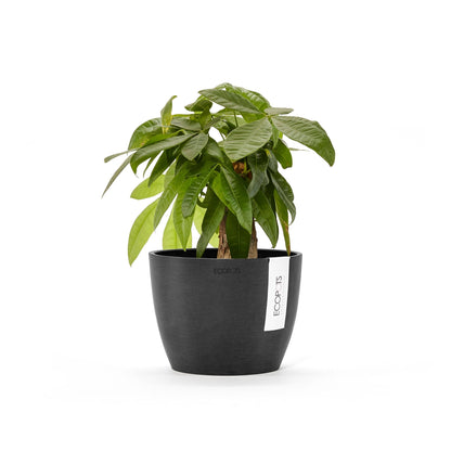 Kukkaruukku - Ecopots - Tukholma 16cm tummanharmaa - Ecopotskauppa - Uuden aikakauden kukkaruukku