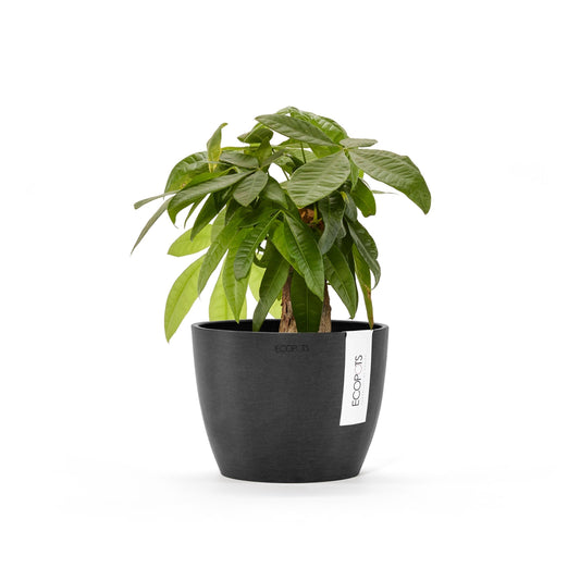 Kukkaruukku - Ecopots - Tukholma 16cm tummanharmaa - Ecopotskauppa - Uuden aikakauden kukkaruukku