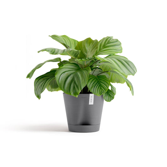 Kukkaruukku - Ecopots - Venetsia 2.0 30cm harmaa - Ecopotskauppa - Uuden aikakauden kukkaruukku