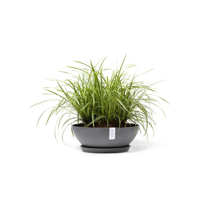 Kukkaruukku - Ecopots - Vienna 50cm harmaa - Ecopotskauppa - Uuden aikakauden kukkaruukku